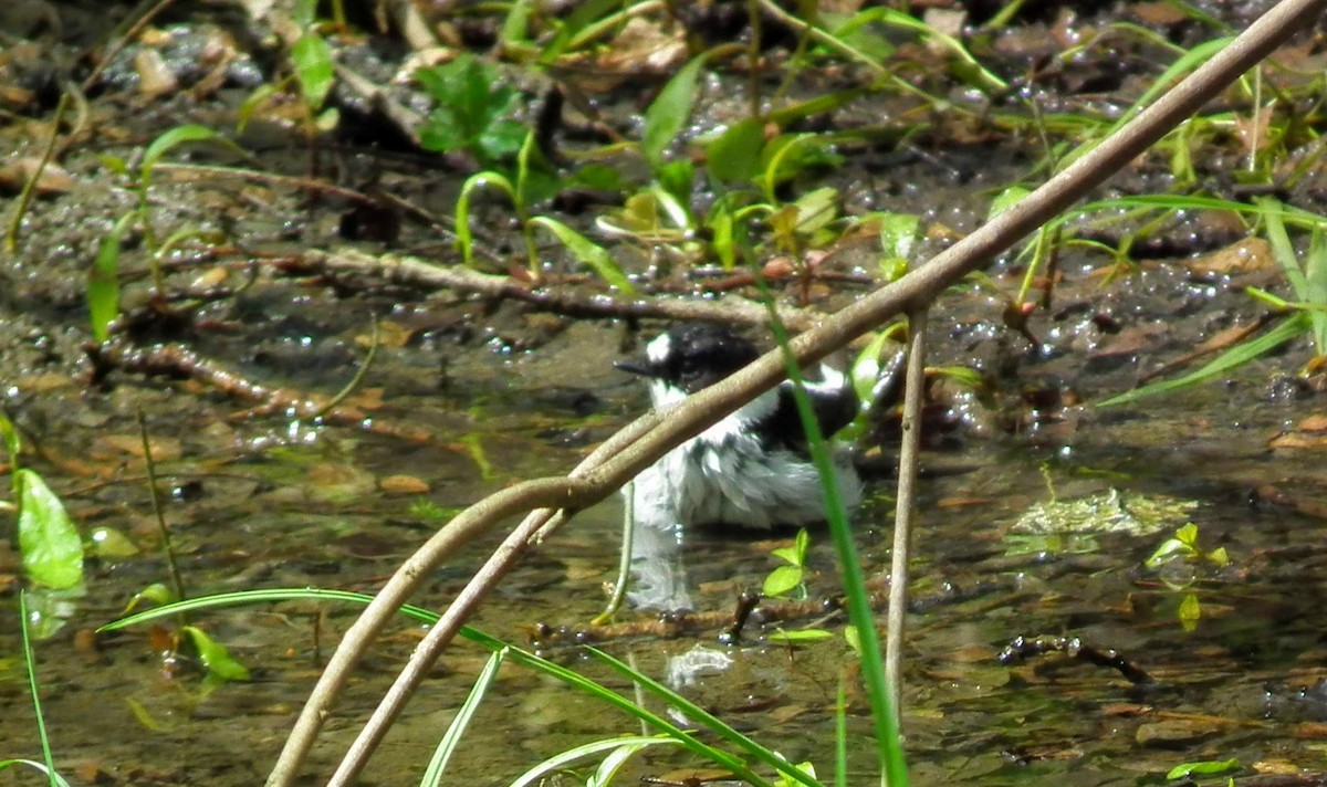 Collared Flycatcher - ML153793771
