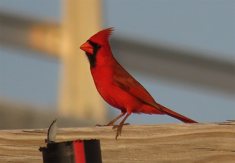 Northern Cardinal - ML153793831