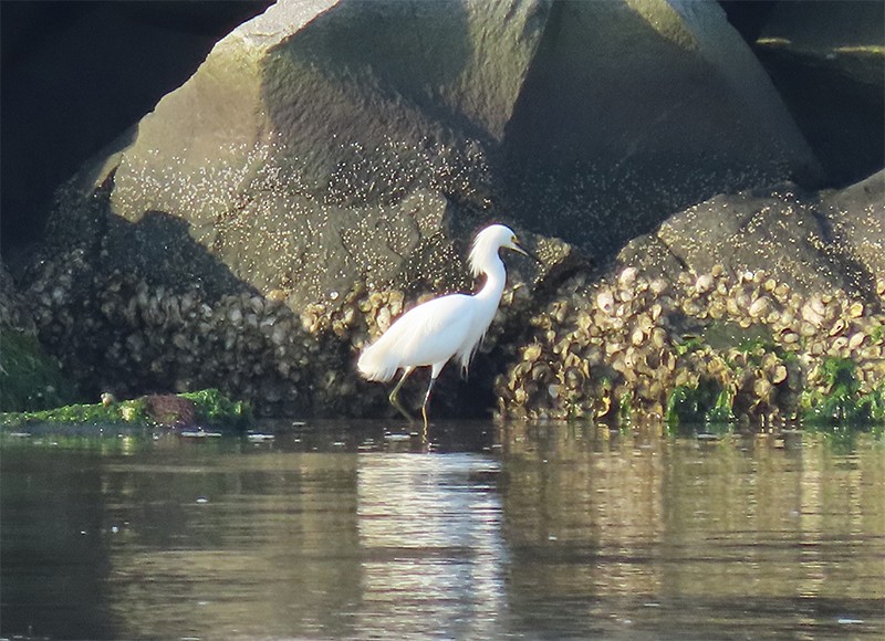 Snowy Egret - ML153794141