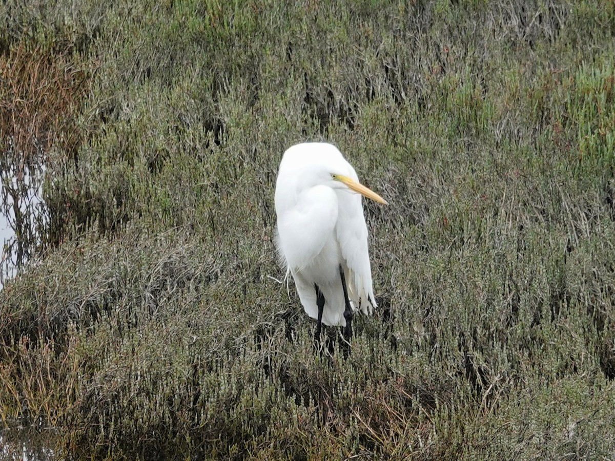 Great Egret - ML153794601