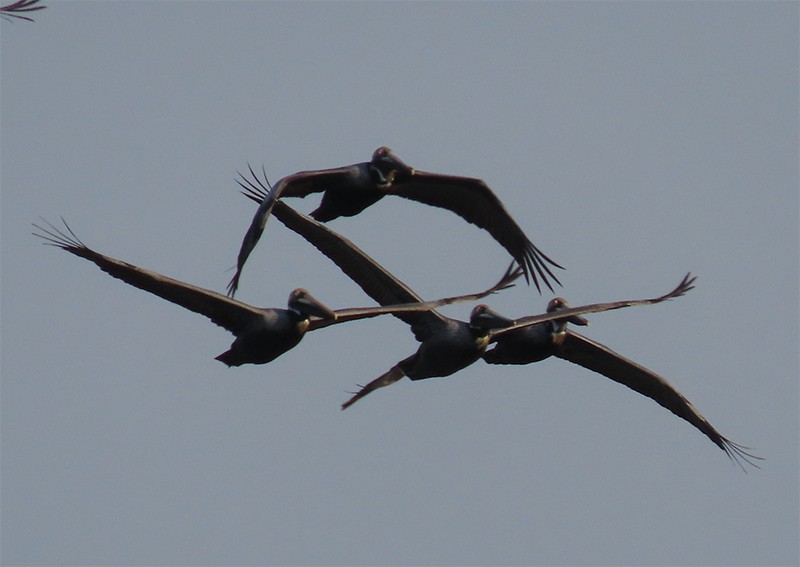 Brown Pelican (Atlantic) - ML153794721