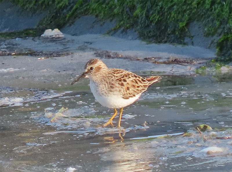 Least Sandpiper - ML153794801