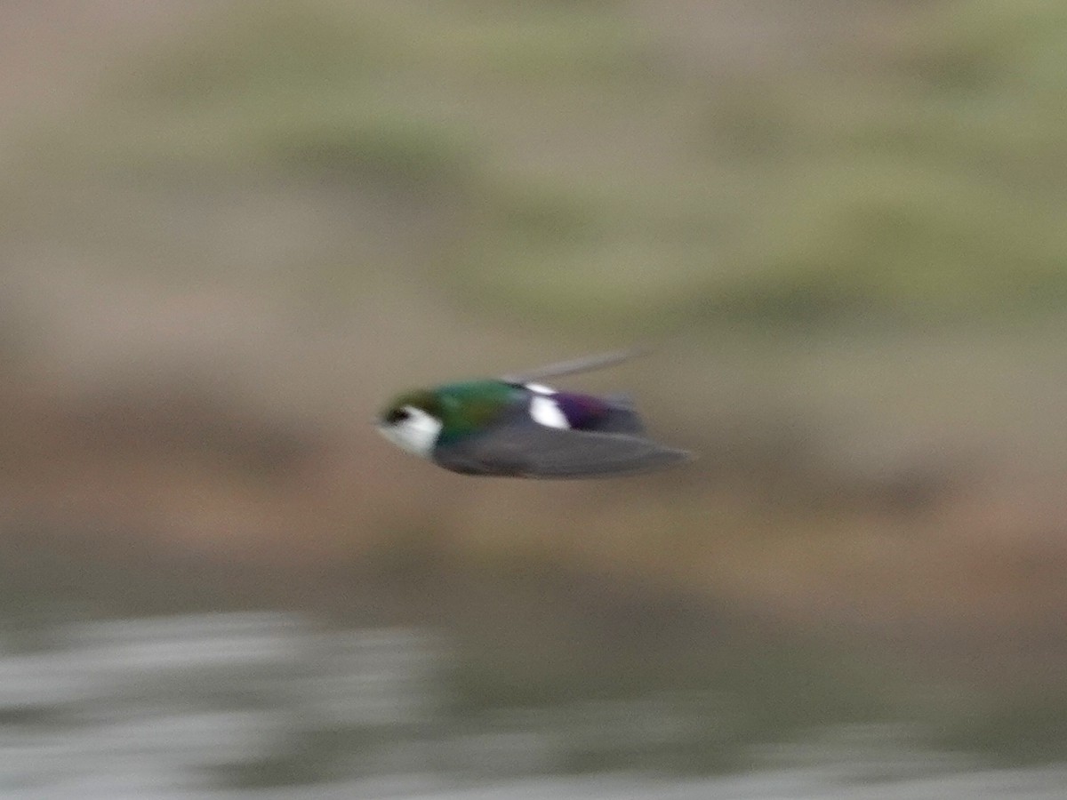 Violet-green Swallow - Norman Uyeda