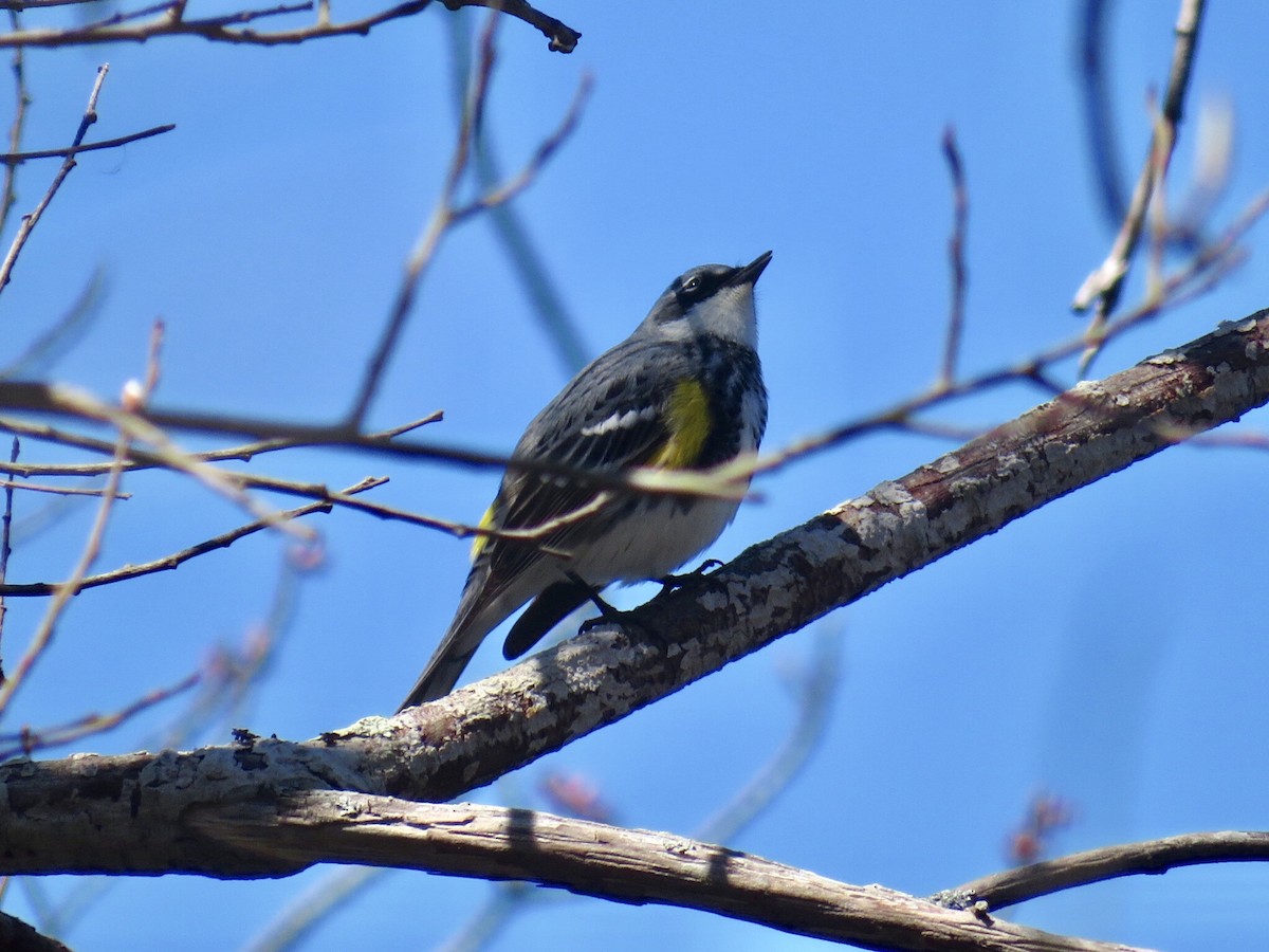 Kronenwaldsänger (coronata) - ML153795201