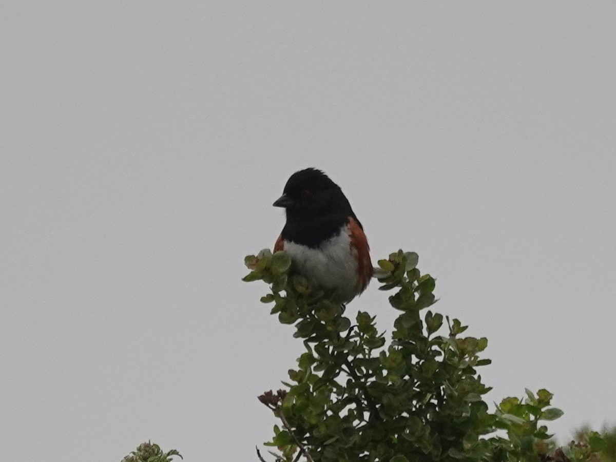 Spotted Towhee - Norman Uyeda