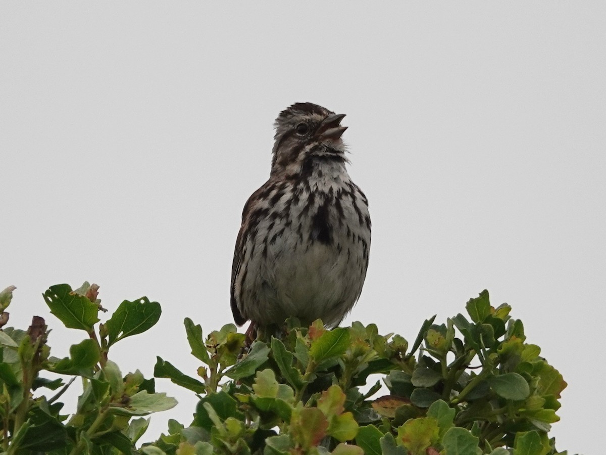 Song Sparrow - Norman Uyeda