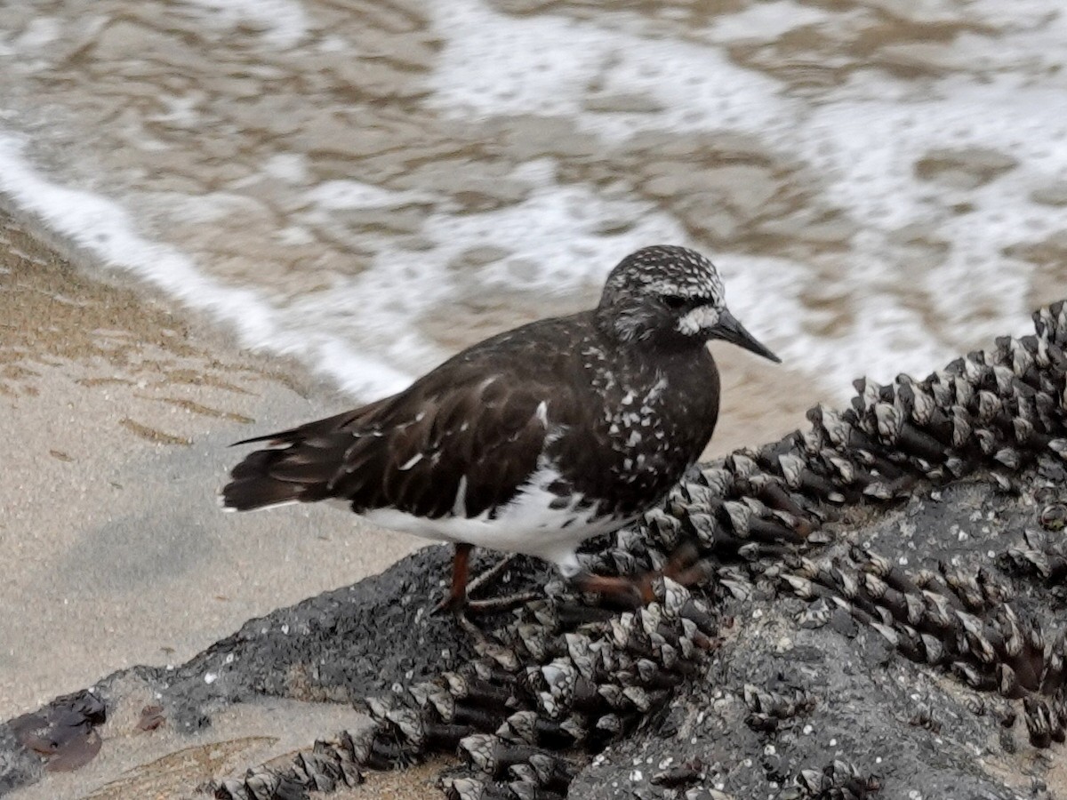 Black Turnstone - ML153796821