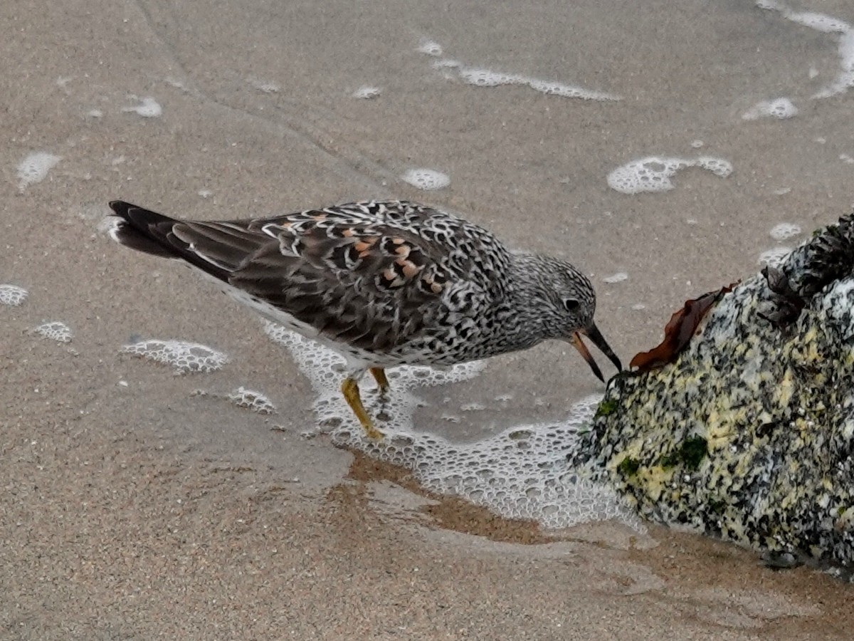 Surfbird - Norman Uyeda