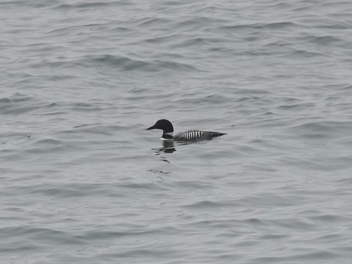 Common Loon - ML153797121