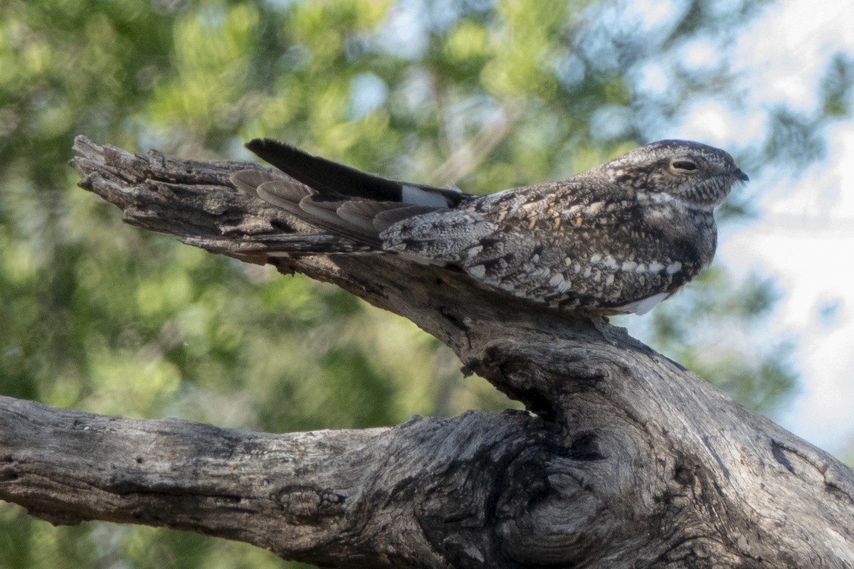 Lesser Nighthawk - ML153797261