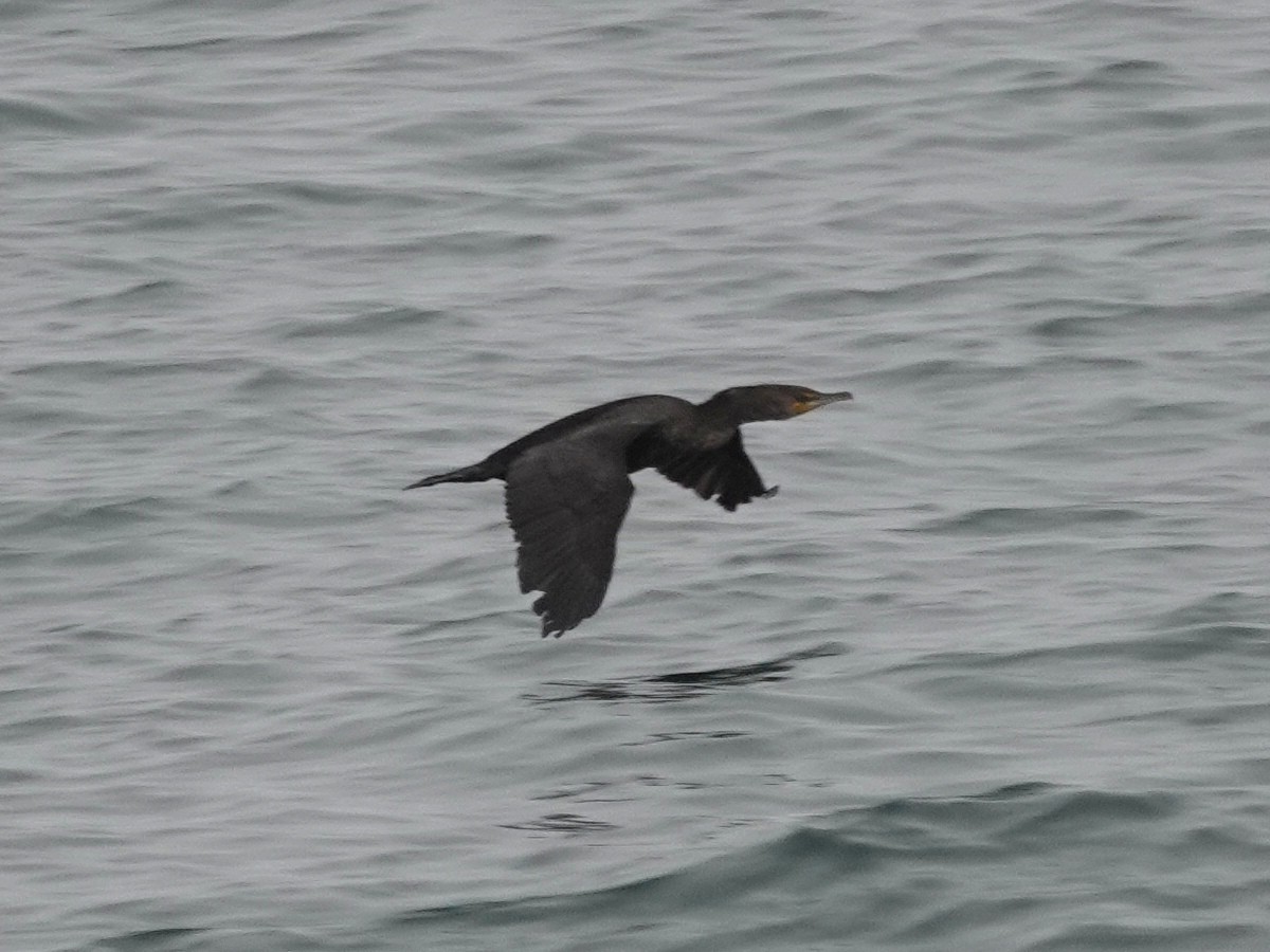 Double-crested Cormorant - ML153797311