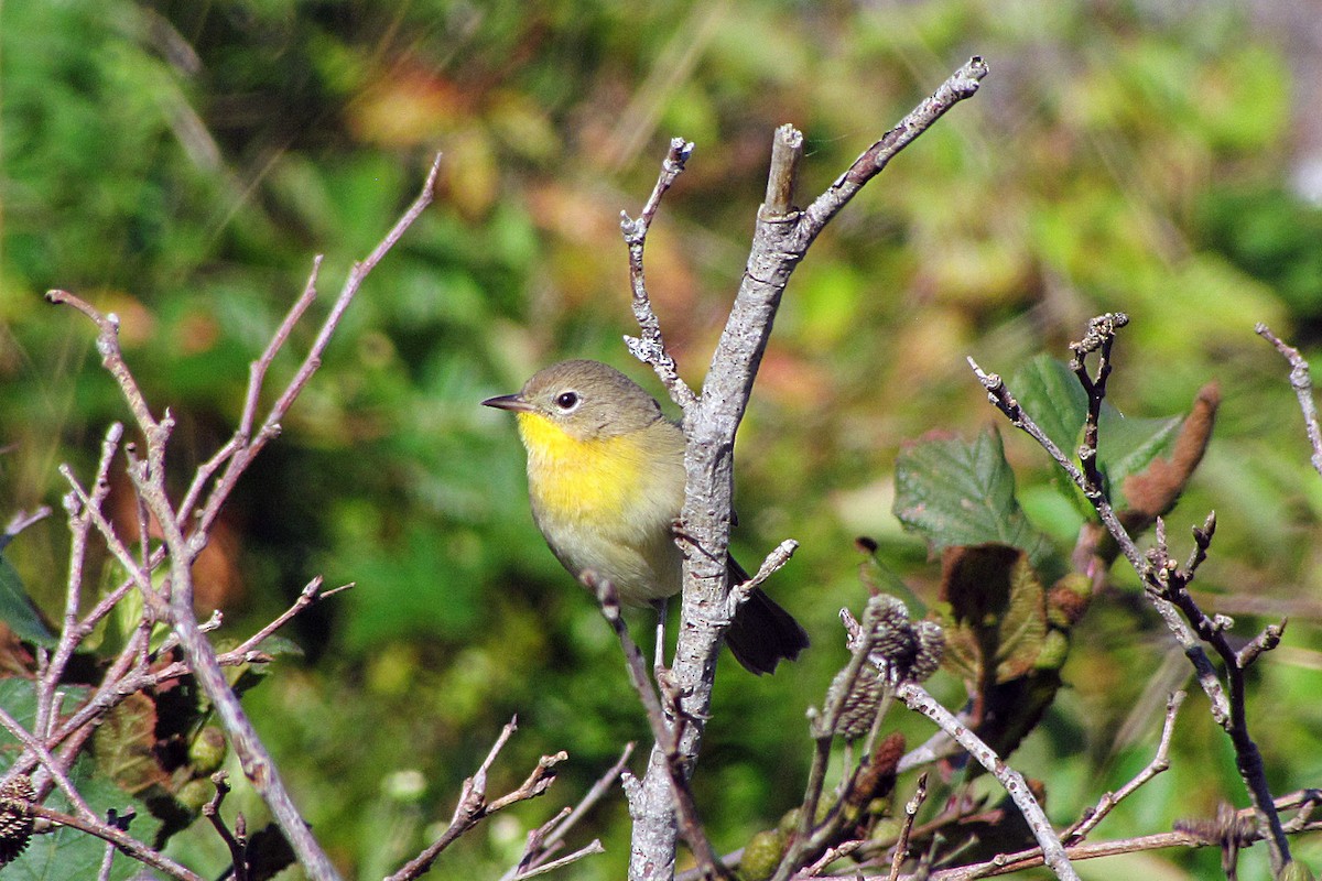 Common Yellowthroat - ML153797421