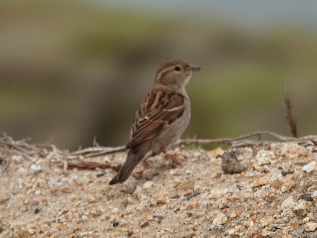 House Sparrow - ML153797561