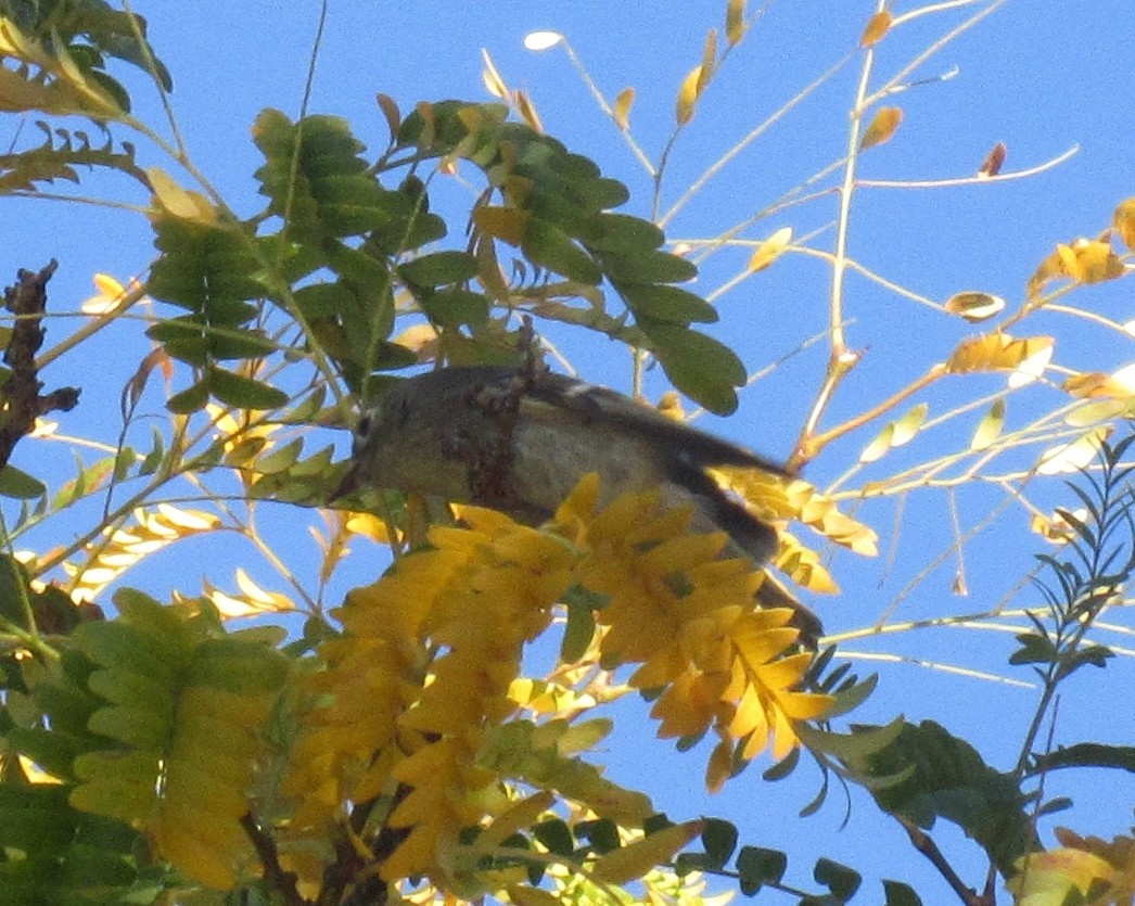 Ruby-crowned Kinglet - ML153797881