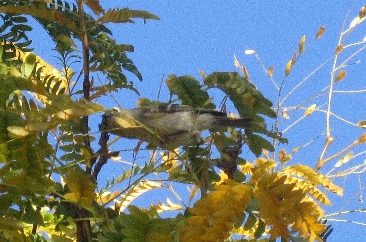 Ruby-crowned Kinglet - Stacie Grannum