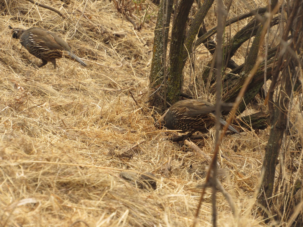 California Quail - ML153798231