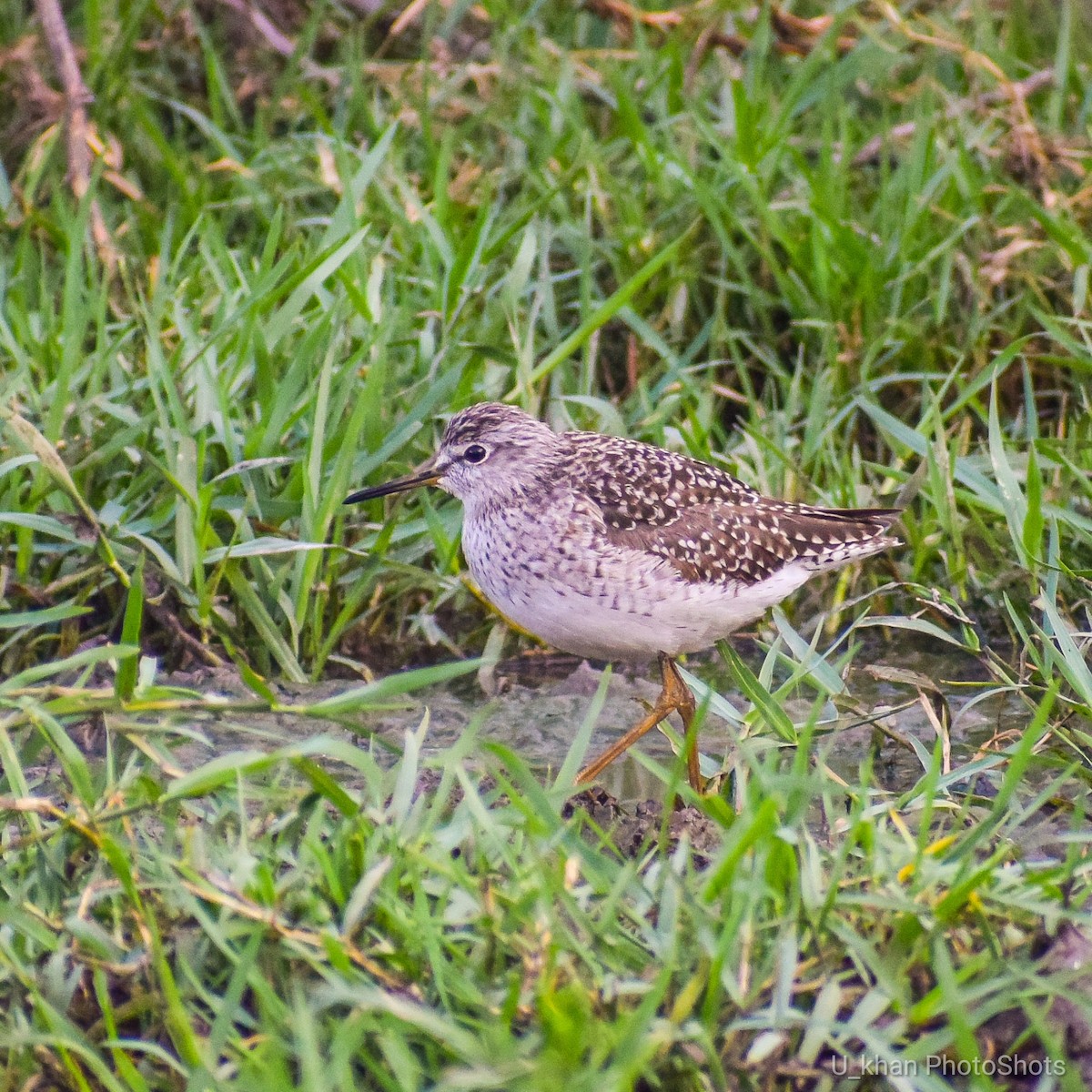 Wood Sandpiper - ML153798331