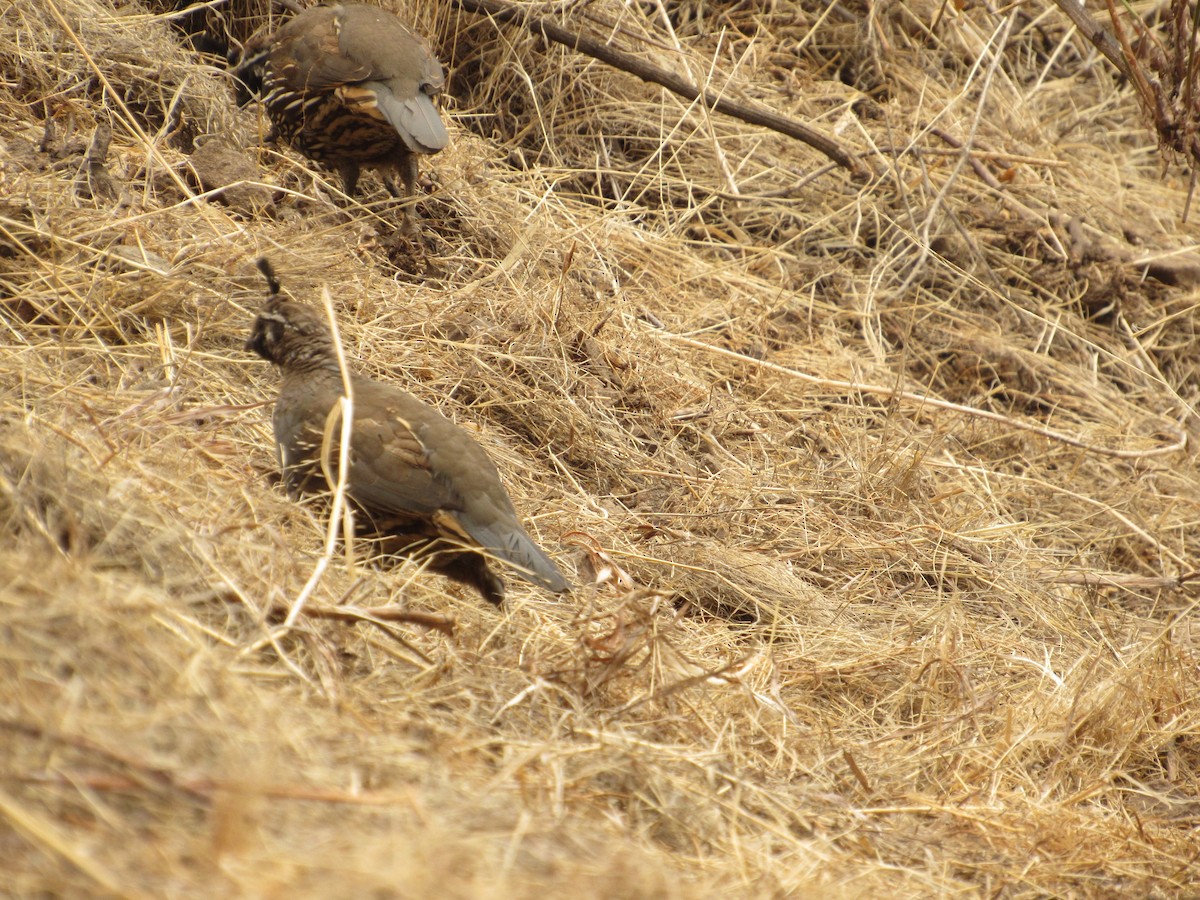 California Quail - ML153798391