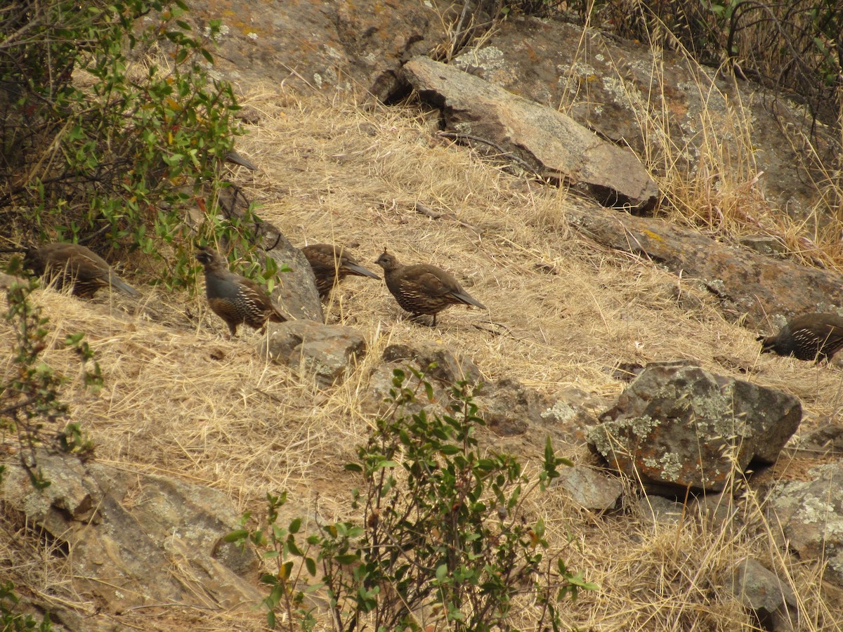 California Quail - ML153798451