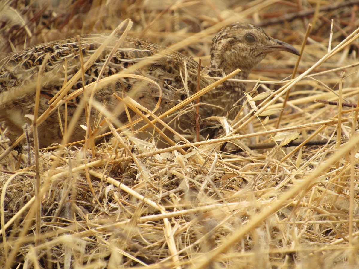 Chilean Tinamou - ML153798471