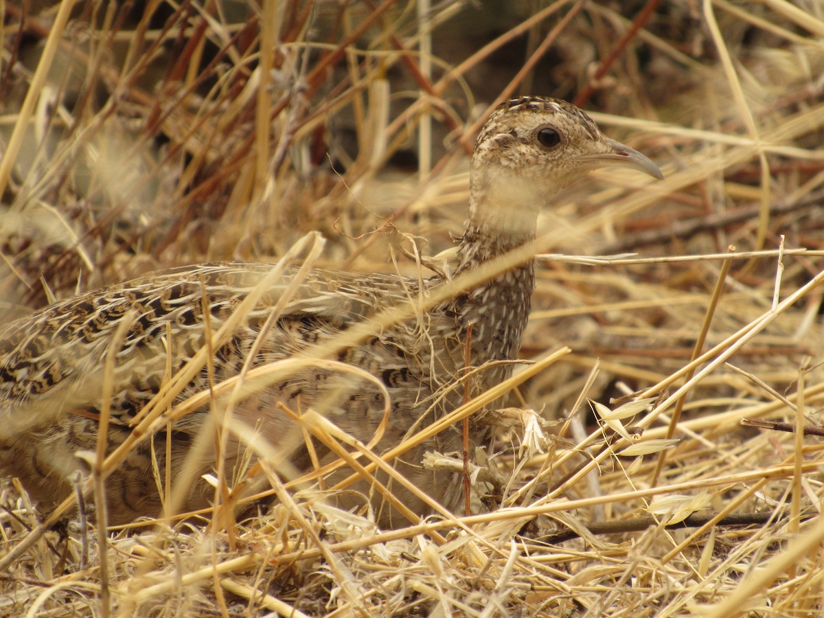 Chilean Tinamou - ML153798581