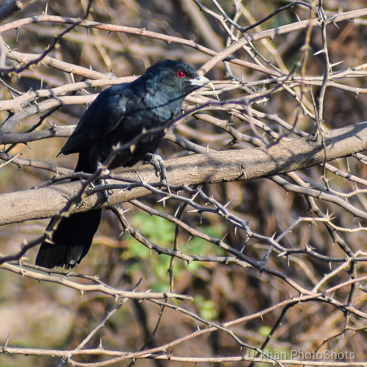 Asian Koel - ML153798691