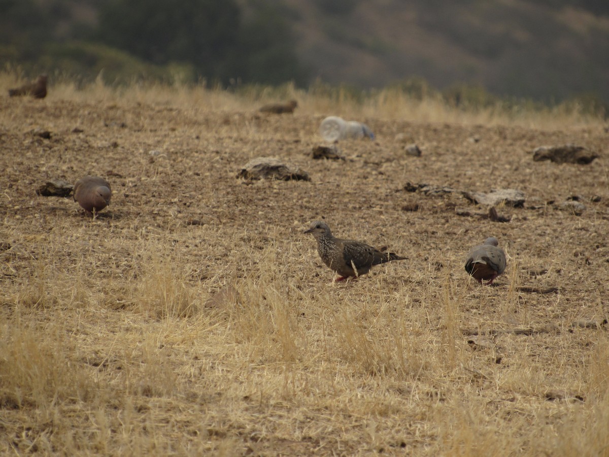 Eared Dove - ML153799071