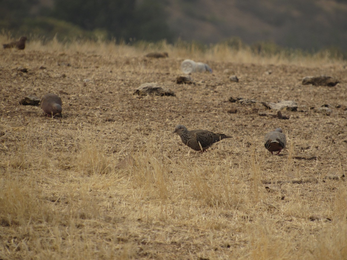 Eared Dove - ML153799101