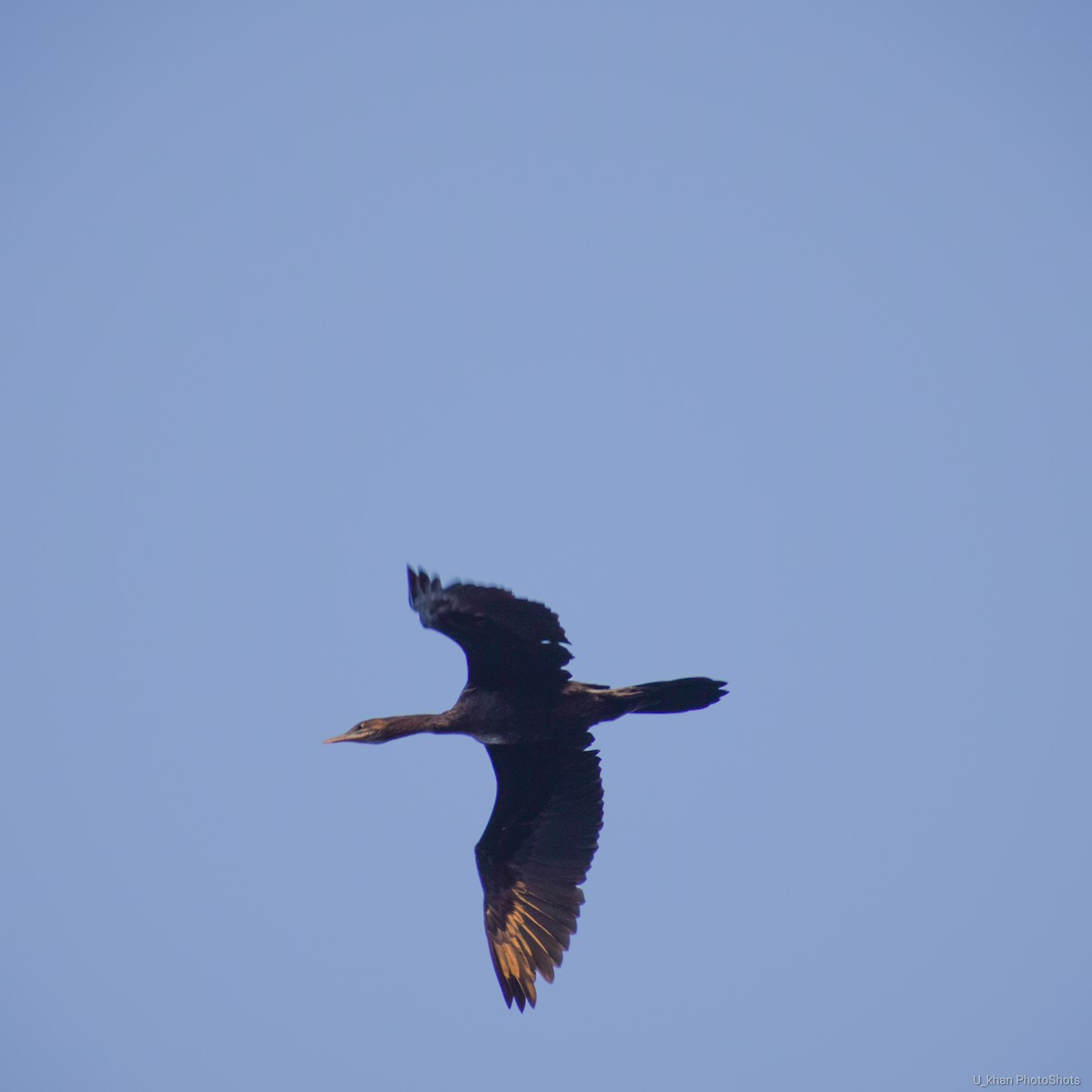 Cormoran à cou brun - ML153799241