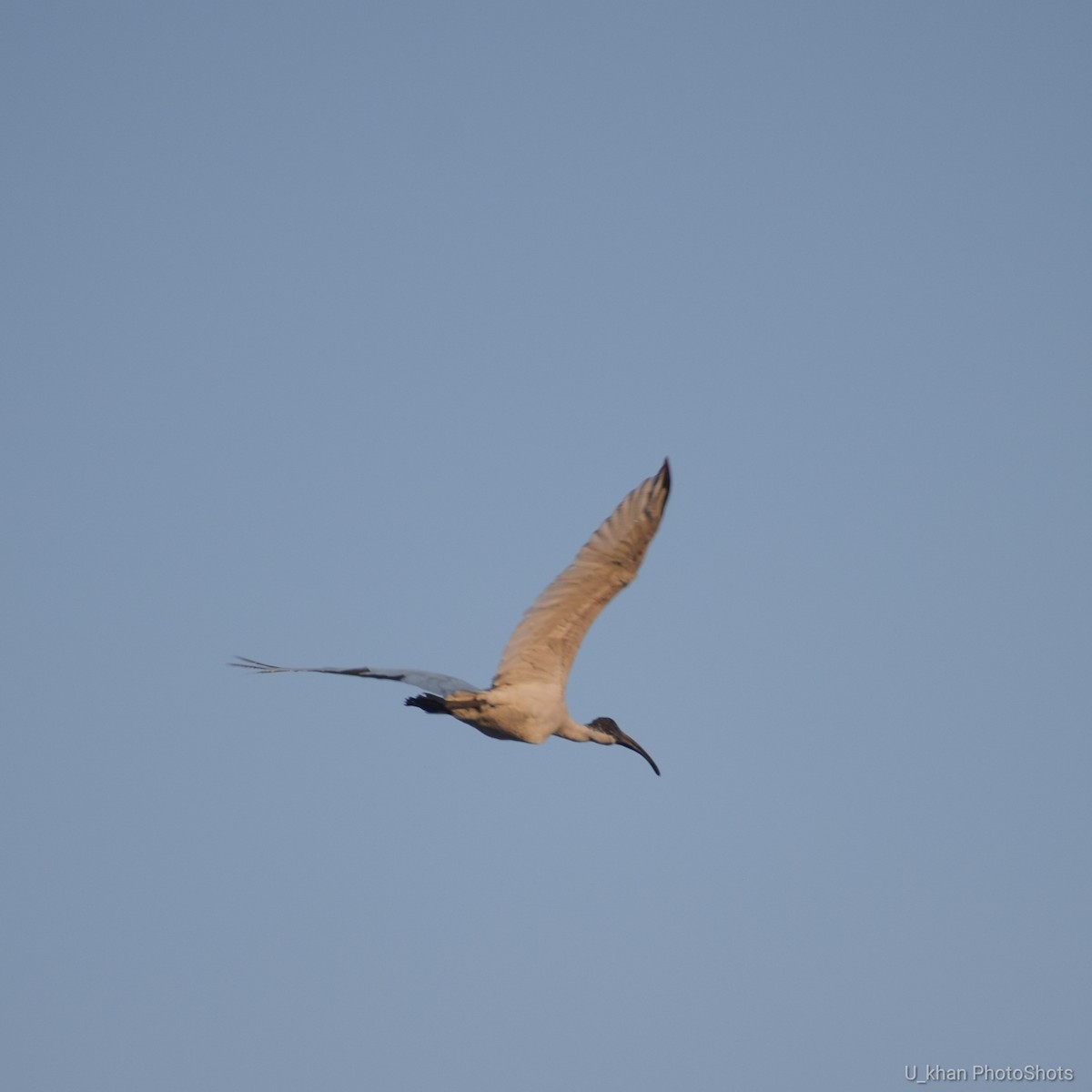 Black-headed Ibis - ML153799371