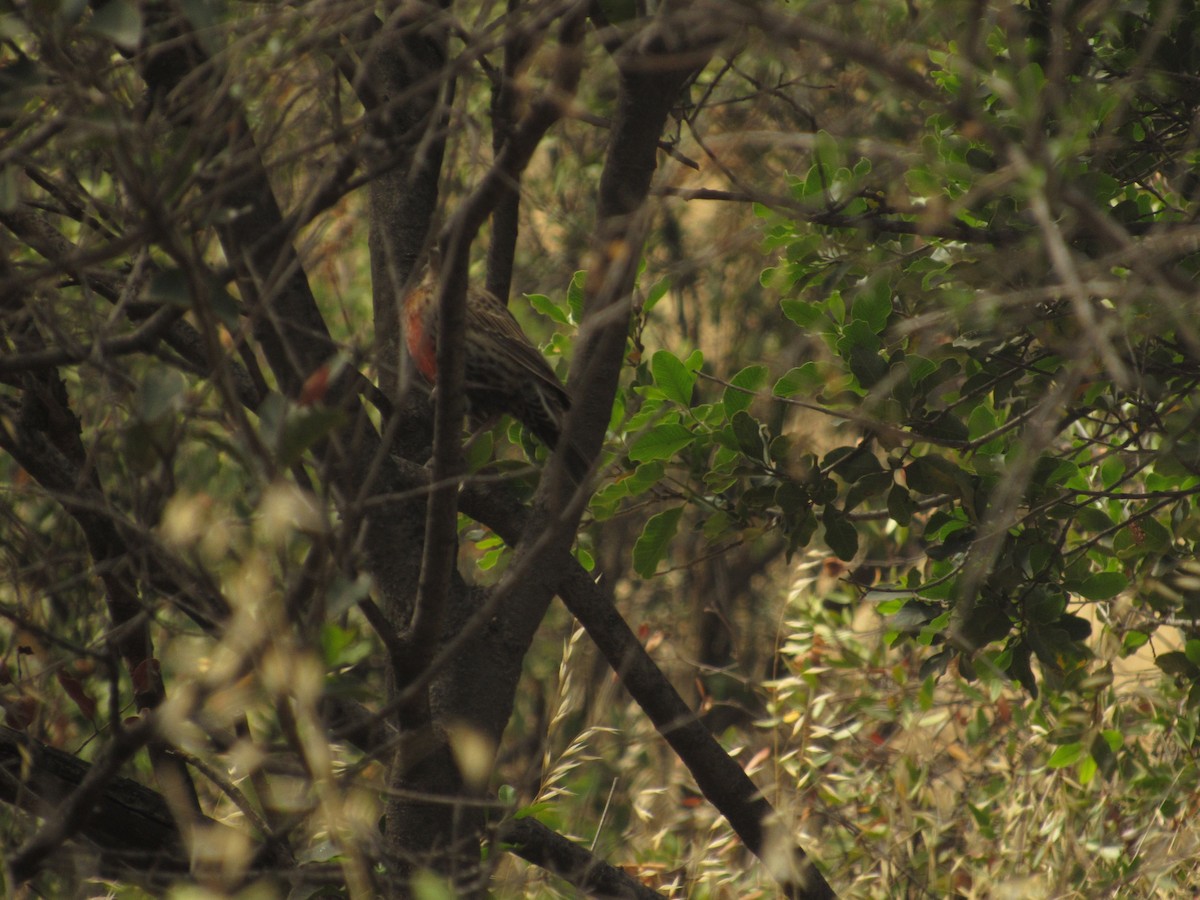 Long-tailed Meadowlark - ML153799501