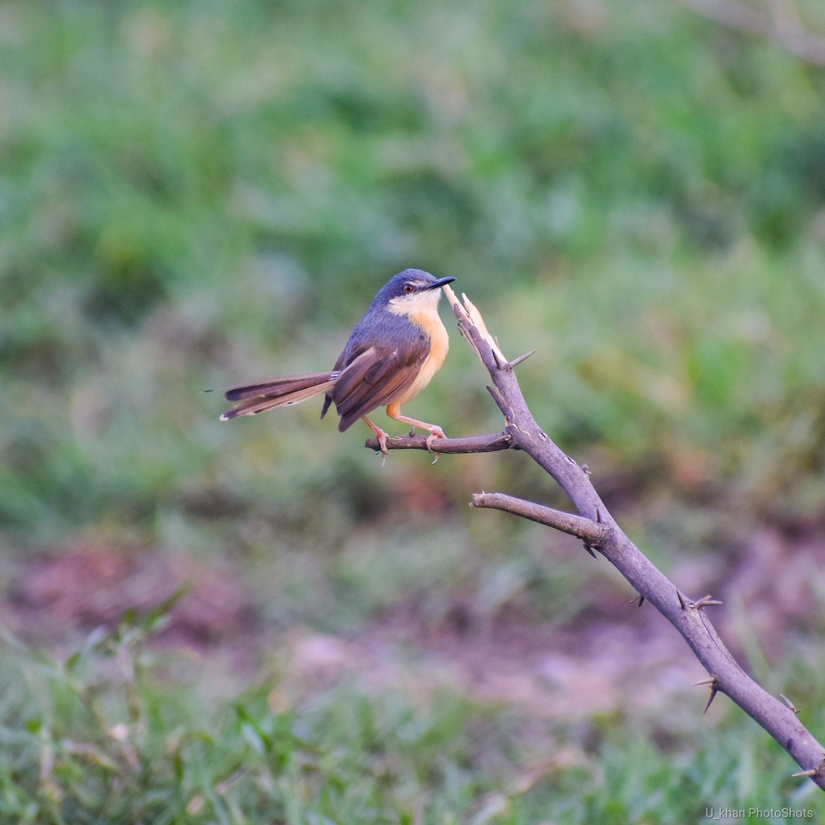 Prinia cendrée - ML153799621