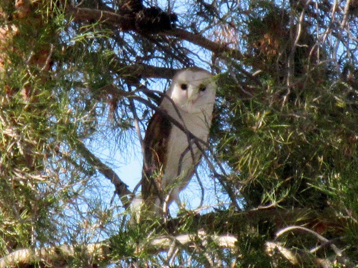 Barn Owl - ML153799681