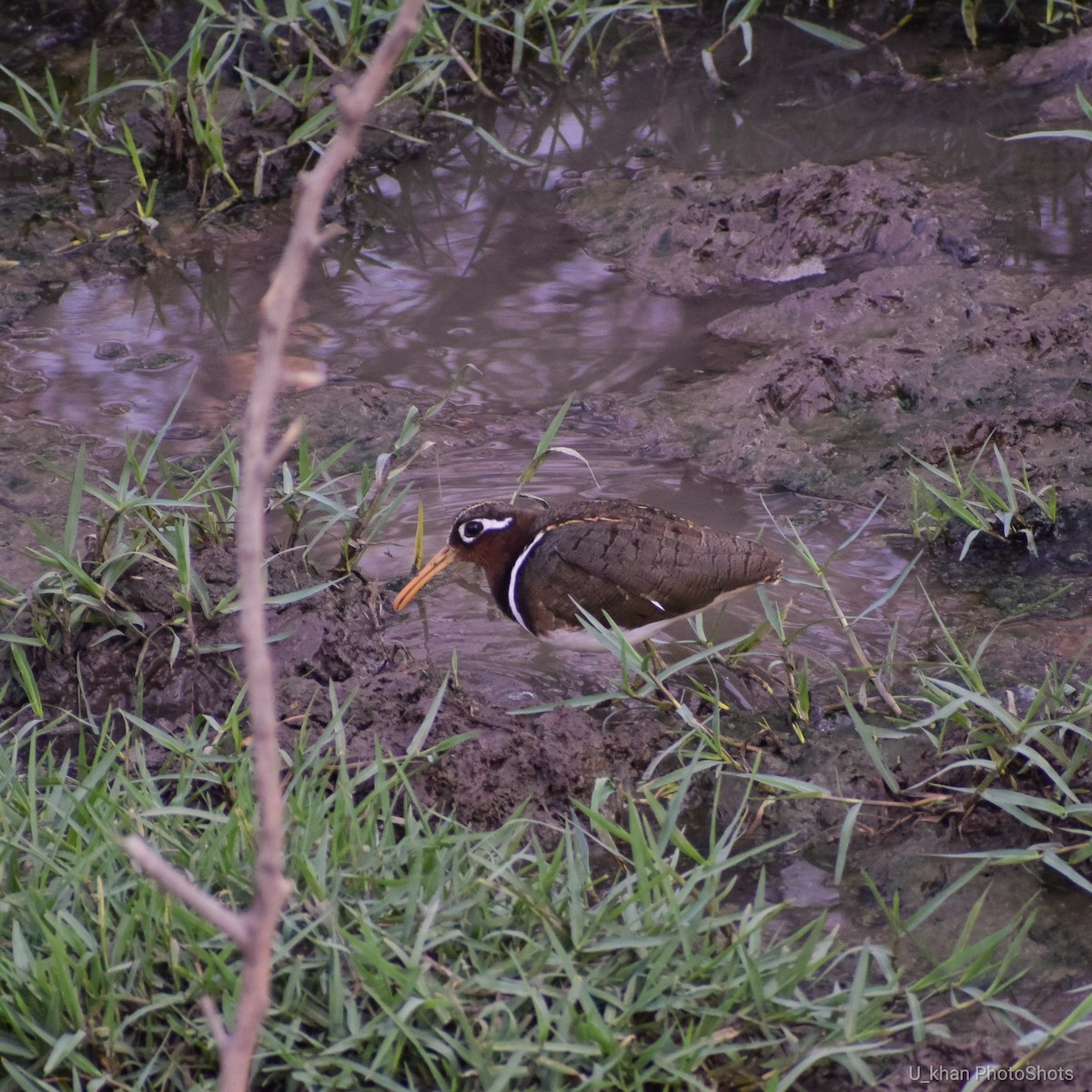 Greater Painted-Snipe - Usman Khan