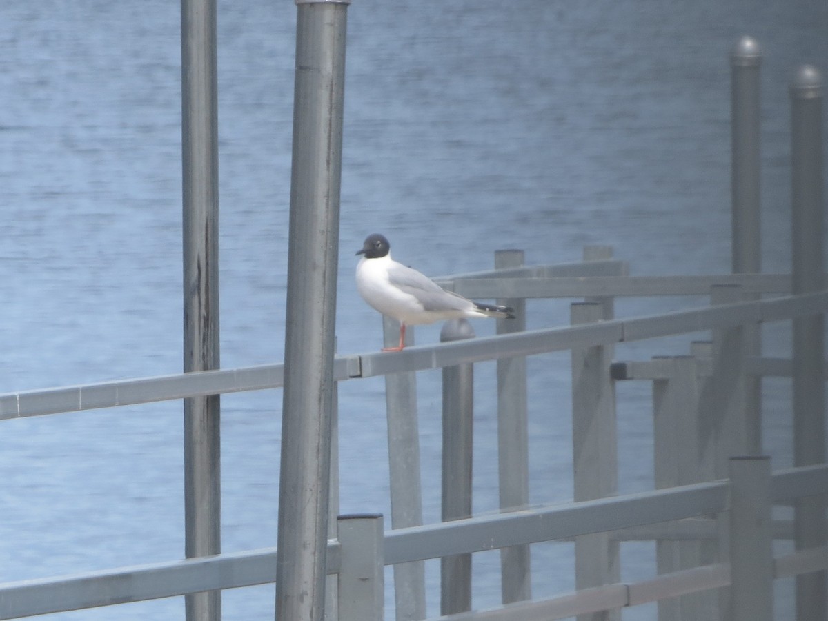 Bonaparte's Gull - ML153800211