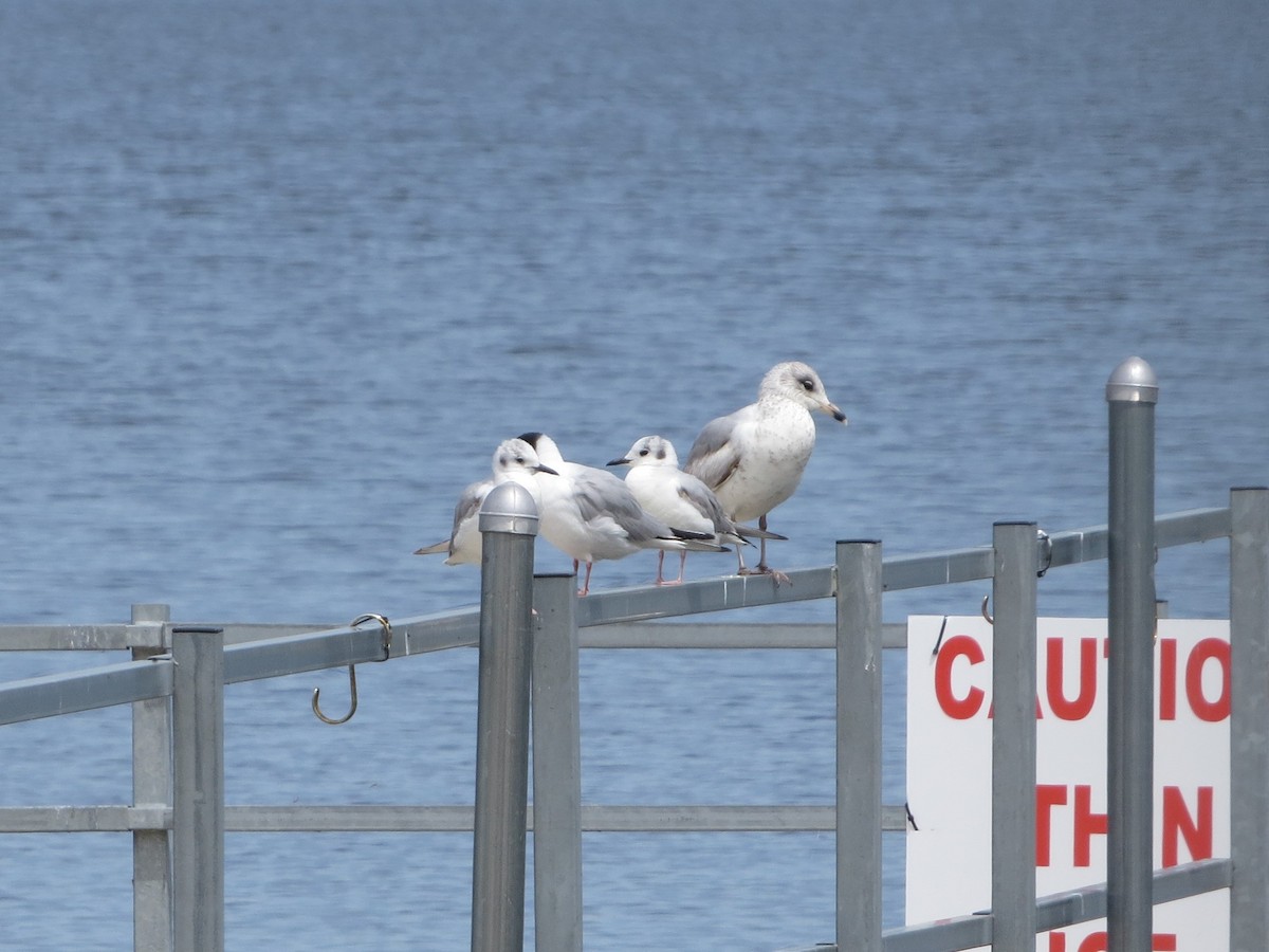 Mouette de Bonaparte - ML153800231