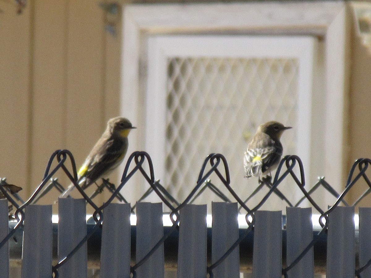 Yellow-rumped Warbler - ML153801101