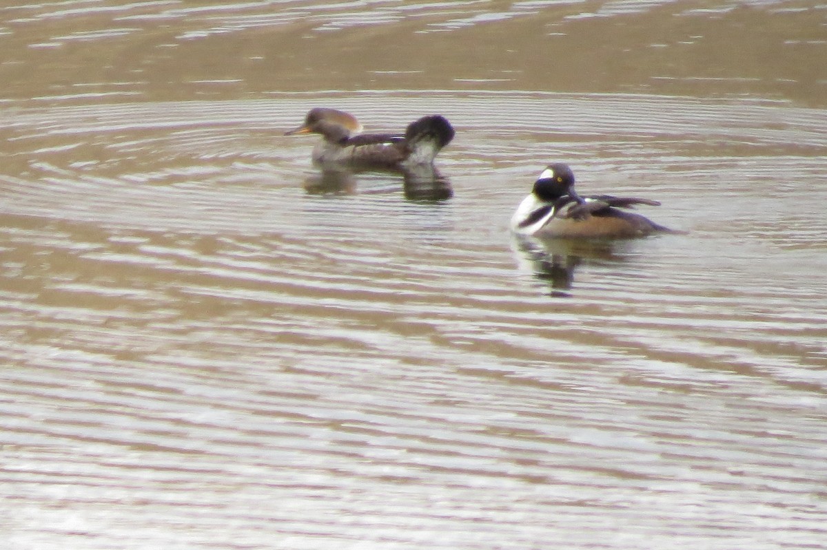 Hooded Merganser - ML153801491