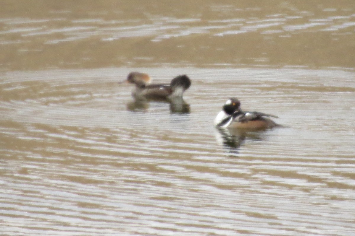 Hooded Merganser - ML153801671