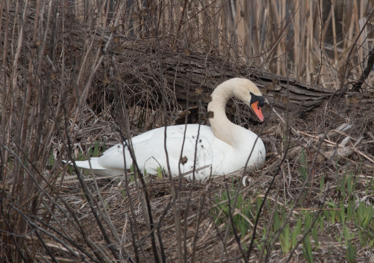 Mute Swan - ML153802331