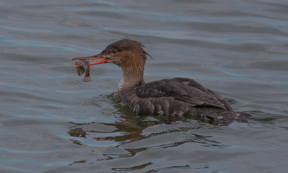 Red-breasted Merganser - ML153802421