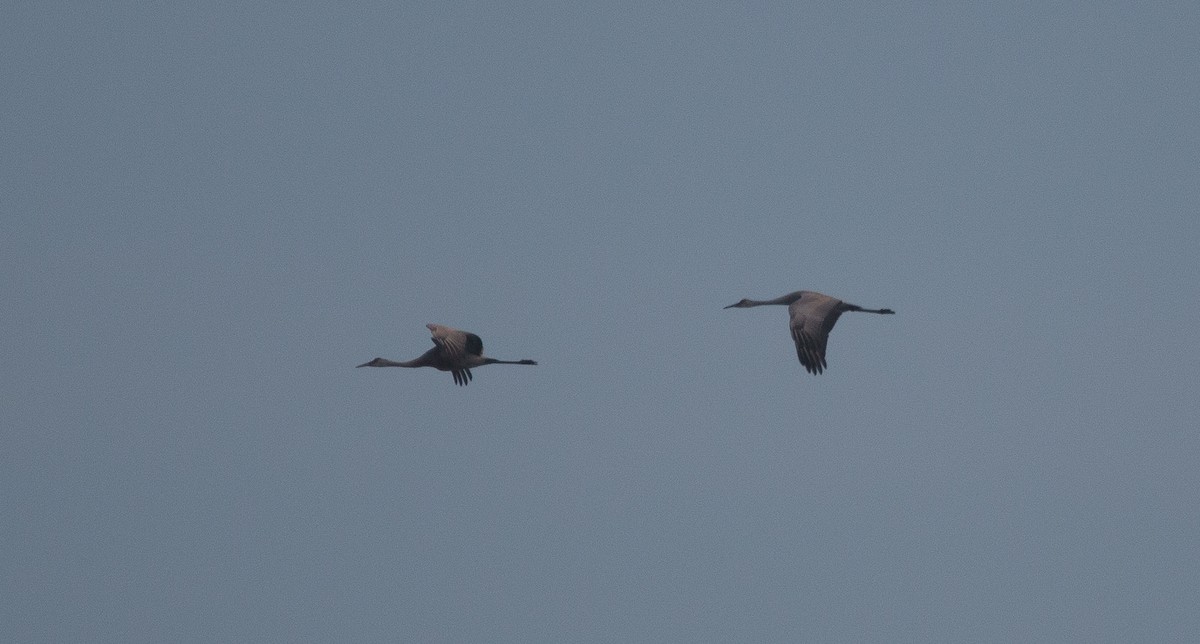 Grulla Canadiense - ML153802461