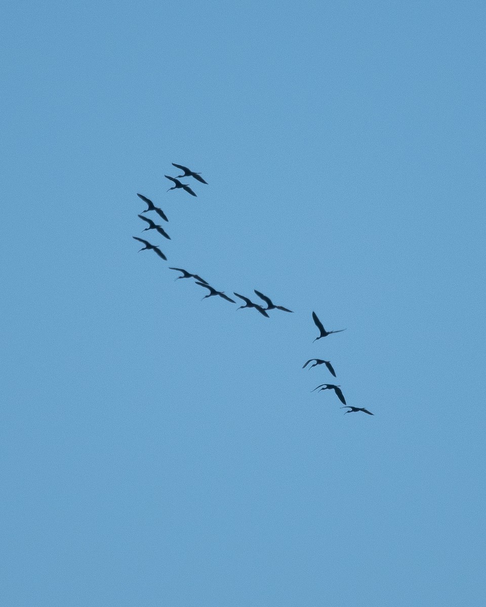 ibis hnědý - ML153802471