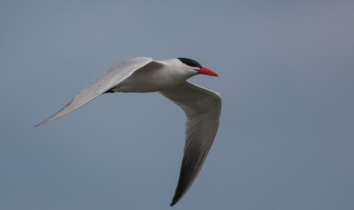 Caspian Tern - ML153802511