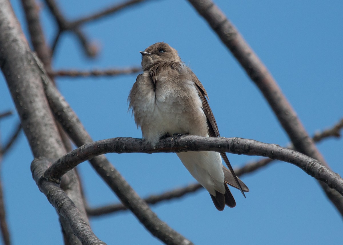 Golondrina Aserrada - ML153802581