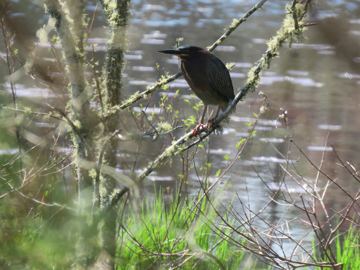 Green Heron - ML153803181