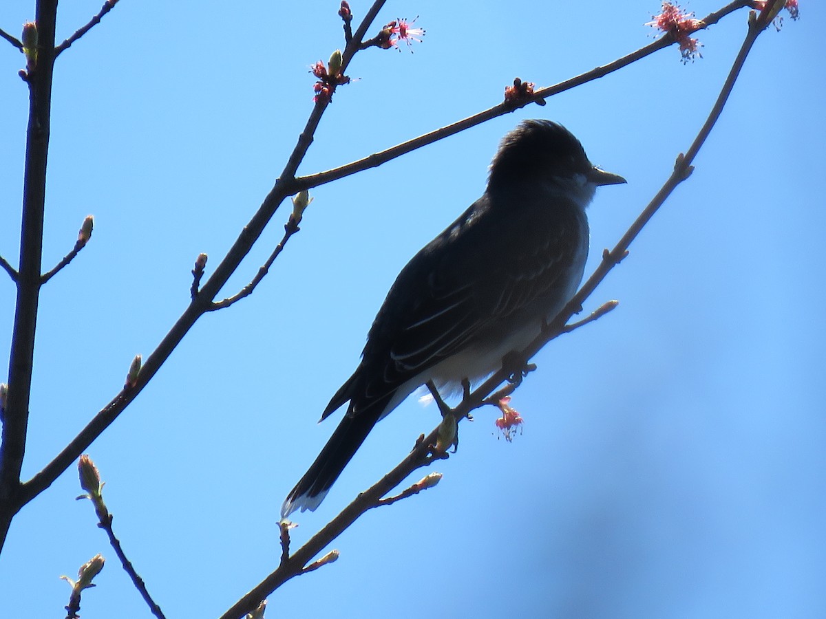 Eastern Kingbird - ML153803321