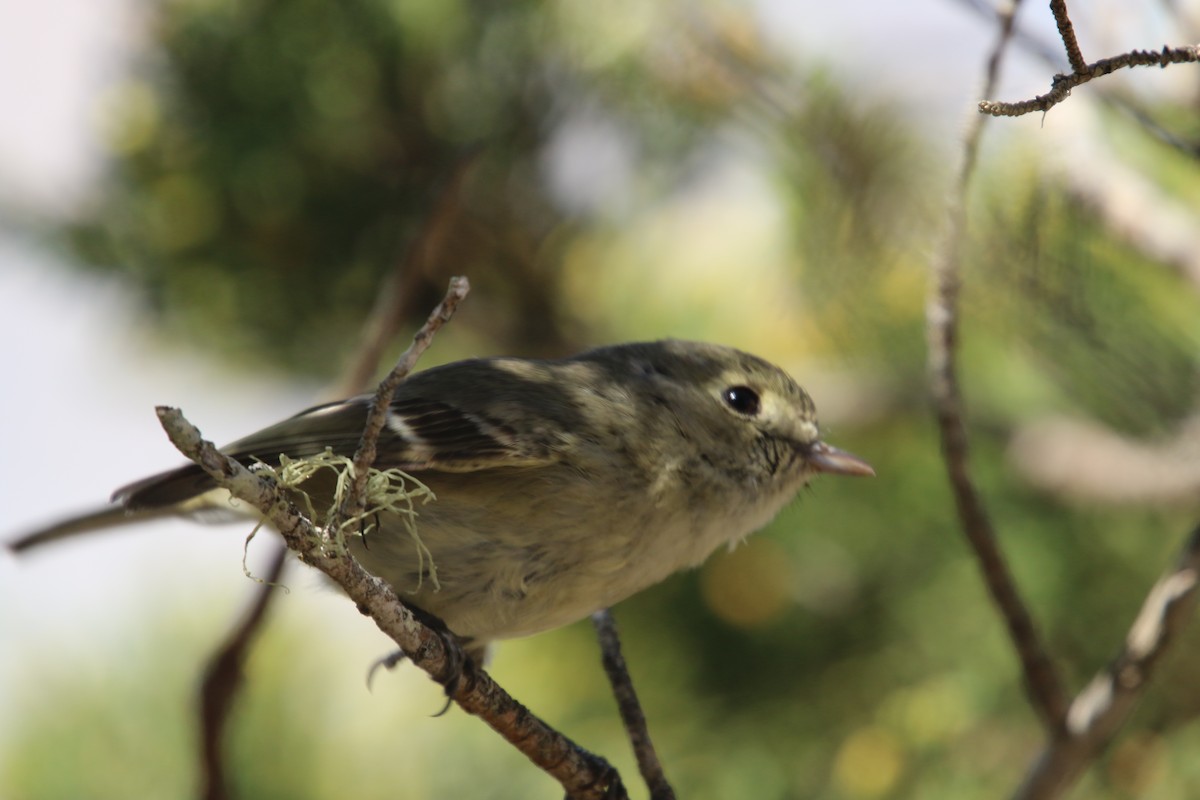Hutton's Vireo - Hendrik Swanepoel