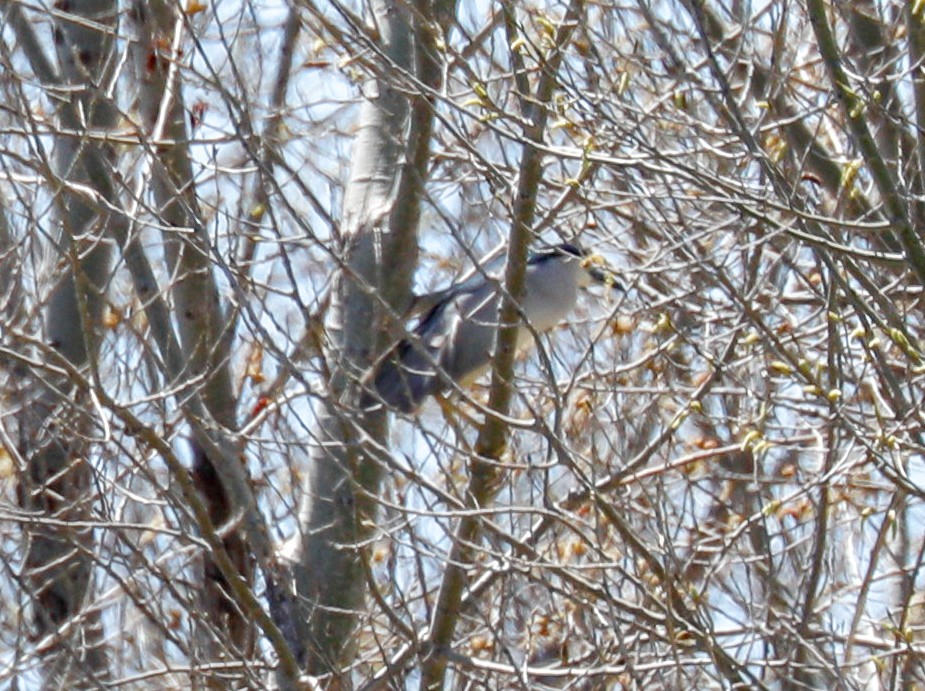 Black-crowned Night Heron - ML153804991