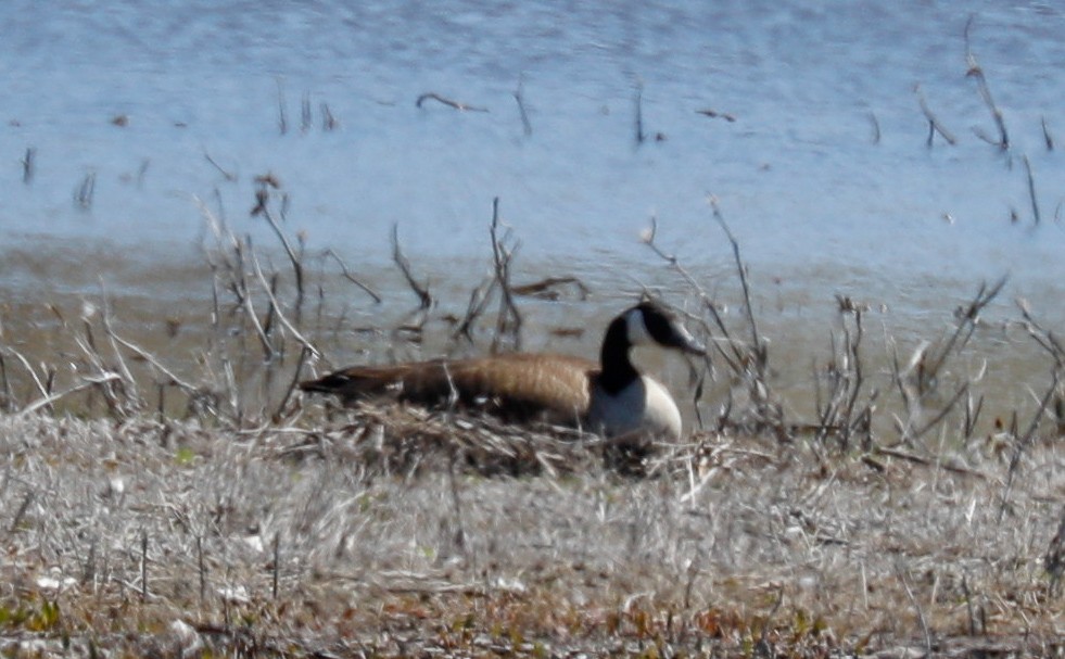 Barnacla Canadiense Grande - ML153805121